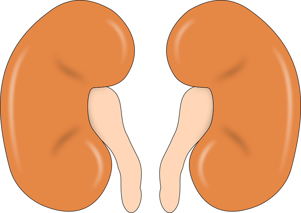 kidney disease from tile dust