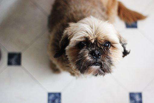 7 Types of Flooring for Dogs That Pee