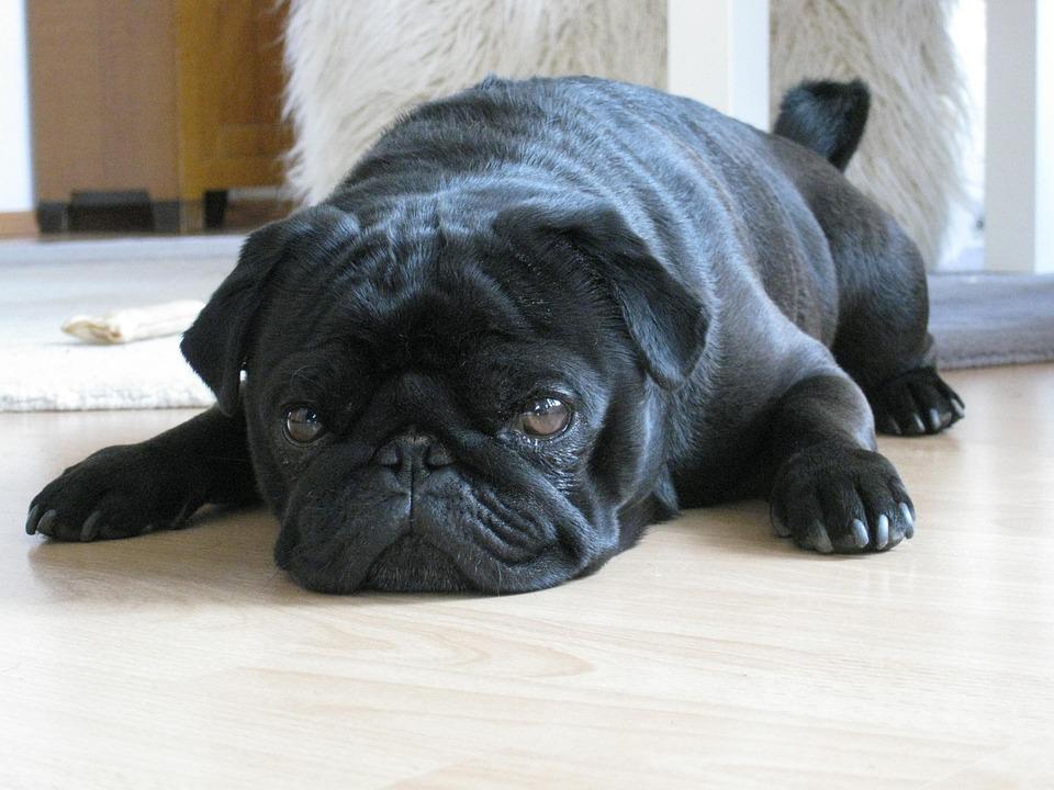 pug dog laying on the wood floor